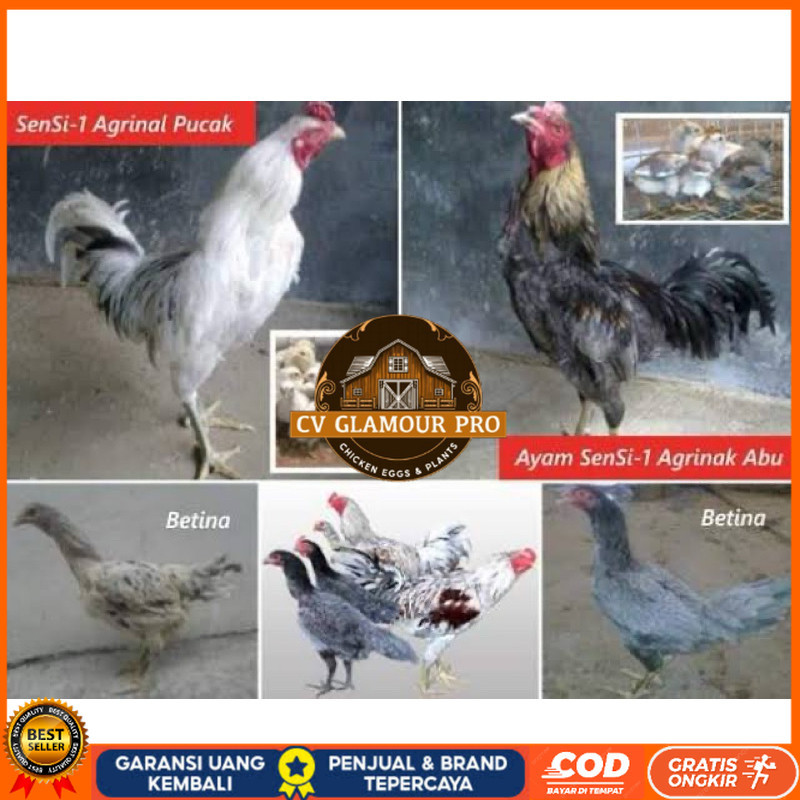 

TELUR FERTIL AYAM SENSI MULTIGUNA INDUKAN TERSELEKSI UNTUK DI TETASKAN CV GLAMOUR PRO