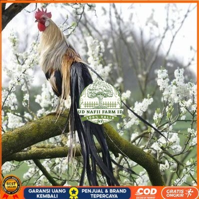 

Telur ayam phoenix onagadori / telur ayam hias fertil siap kirim UD NAFII FARM ID
