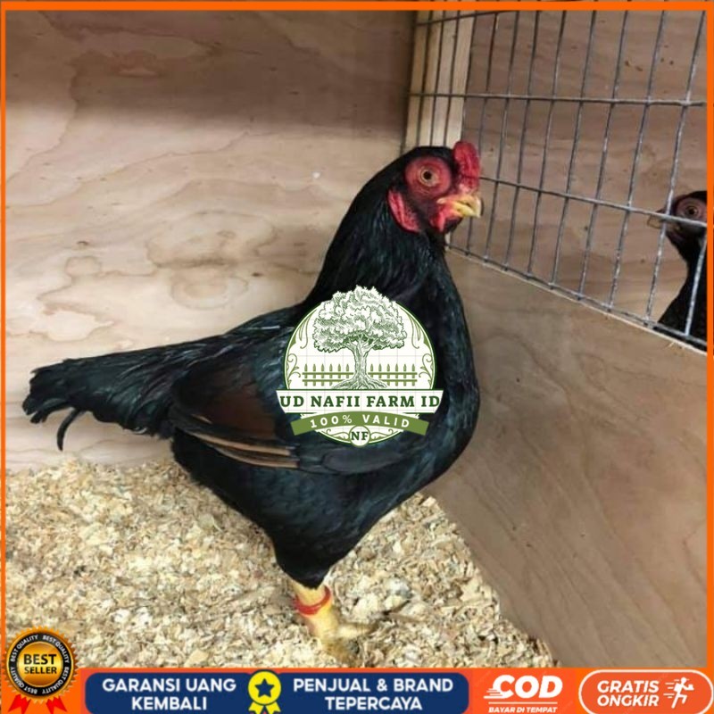 

TELUR AYAM HIAS BANTAM CORNISH UNTUK DI TETASKAN UD NAFII FARM ID