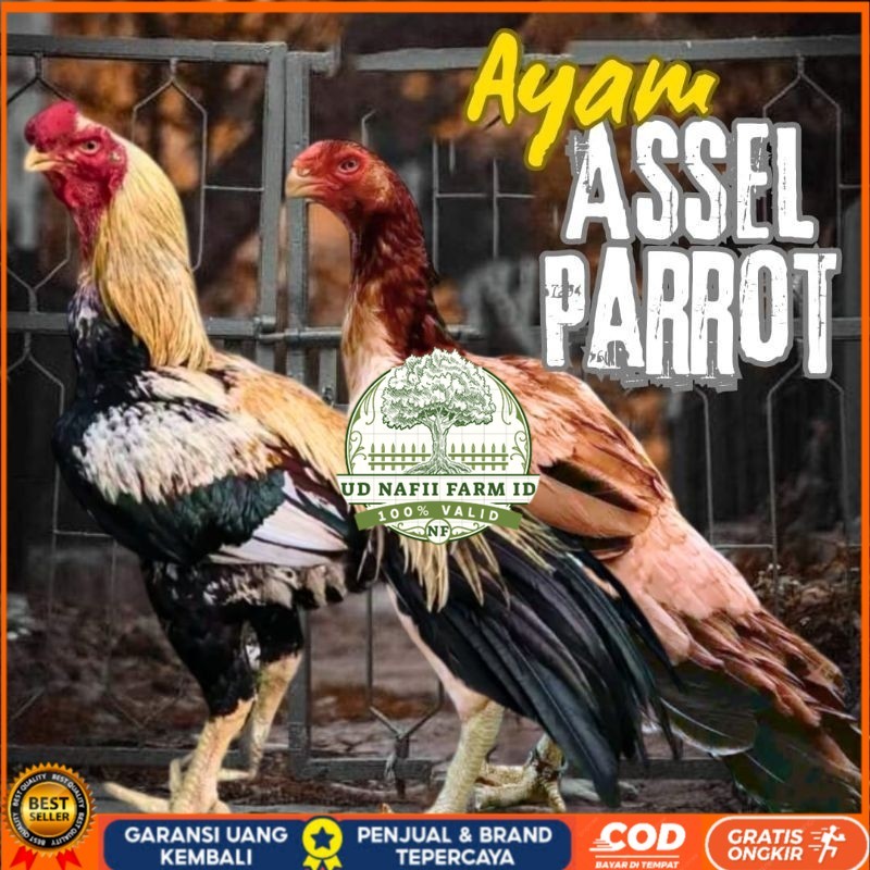

telur ayam assel Parrot ori bisa untuk di tetaskan UD NAFII FARM ID Siap tetas