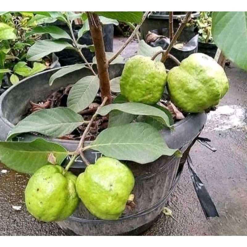 

[promo] bibit jambu cristal cangkok pasti berbuah berkualitas terlaris terlaris