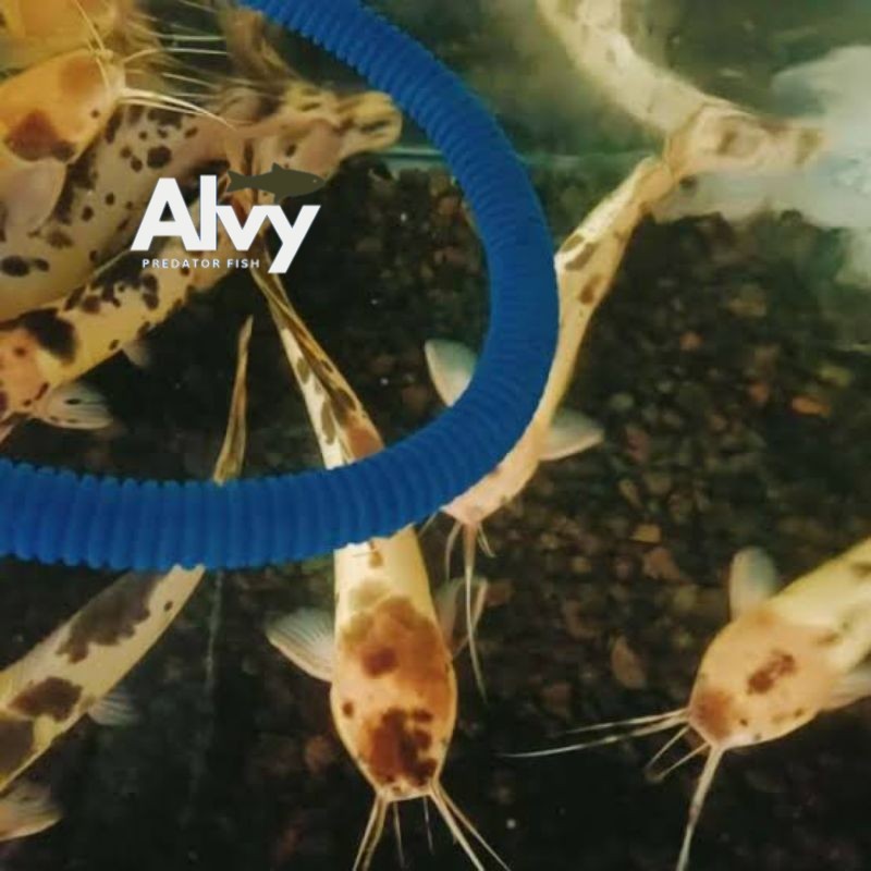 ikan lele albino hiasan aquarium 6-9cm isi 5 ekor harga promo termurah