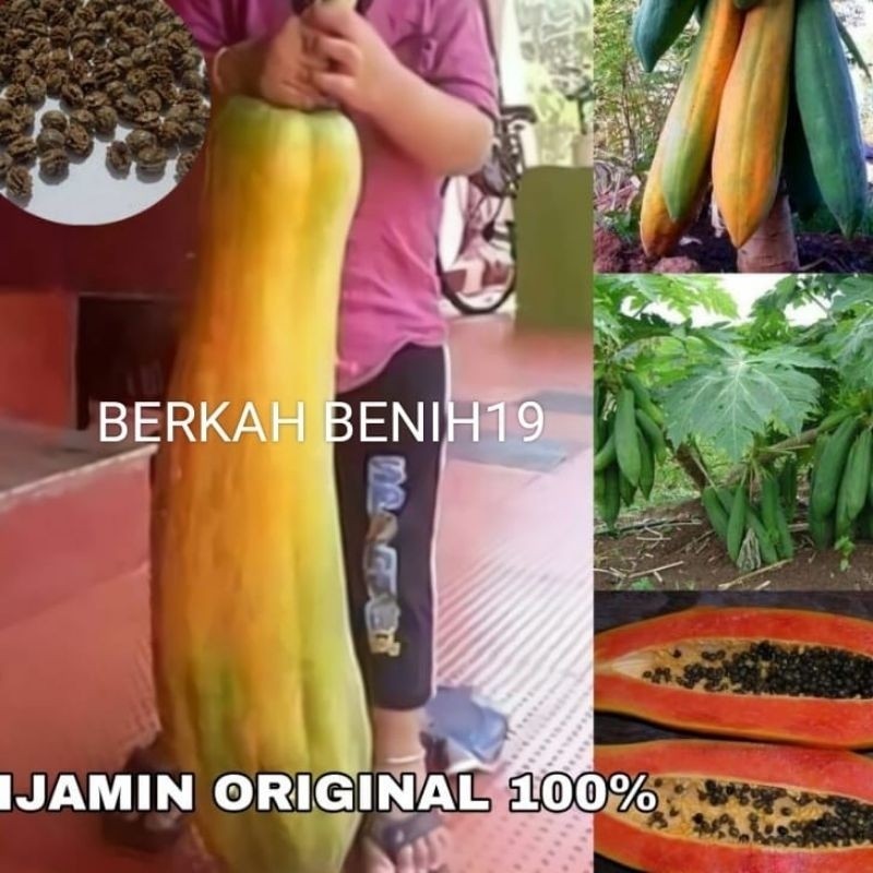 ORDER 100+ BENIH PEPAYA RAKSASA KINGSLAND JUMBO BIBIT UNGGULAN
