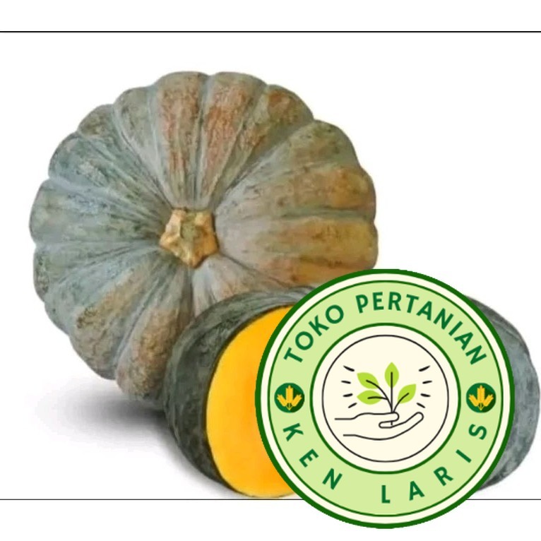 PROMO 100+ BENIH WALOH/LABU KUNING SUPER