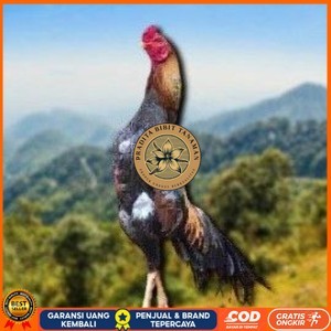 

telur tetas ayam shamo petarung jumbo valid super garansi PRADITA BIBIT TANAMAN