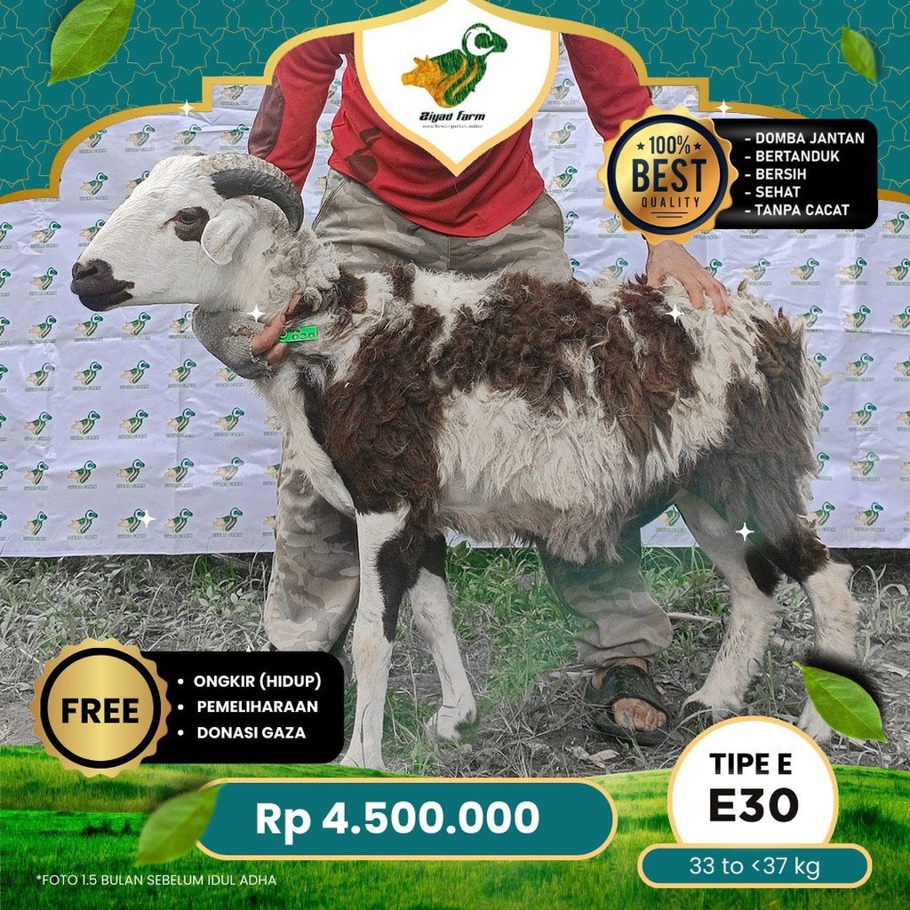 

Domba Qurban, Tipe E - E30 ( 33 sd 37 Kg )