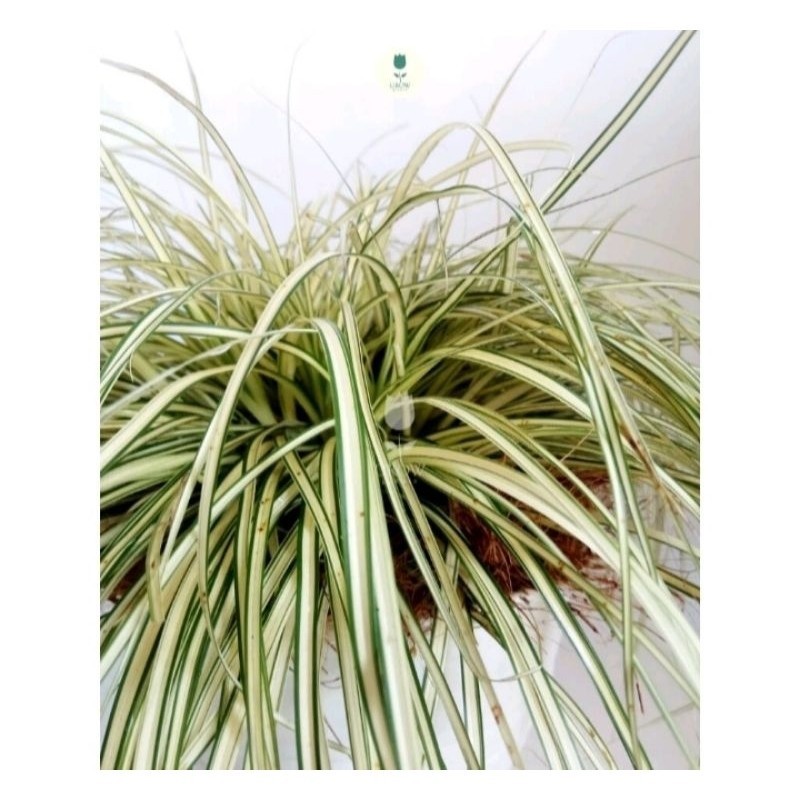 Tanaman hias lili paris kecil daun panjang / tanaman gantung Spider plant rimbun Cantik murah steril