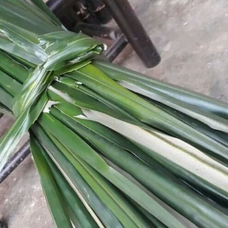 

DAUN AREN SEGAR FRESH 30 LEMBAR