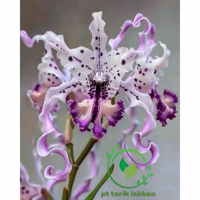 Terlaris Anggrek Dendrobium Import Purple Spider - Anggrek Dendrobium Dewasa - Anggrek Bunga Hidup