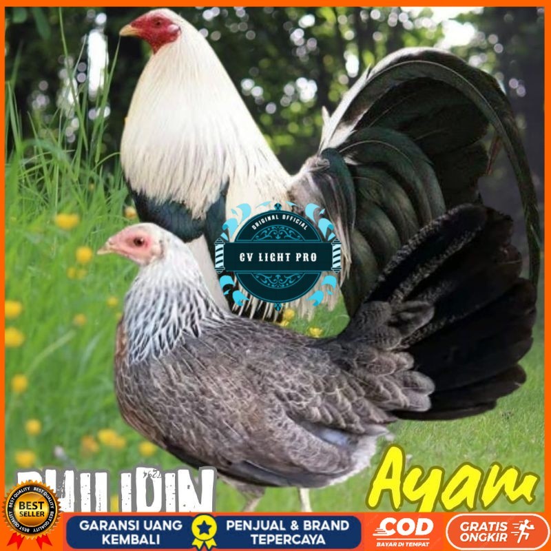 

telur ayam philipin import AK47 bisa untuk di tetaskan CV LIGHT PRO