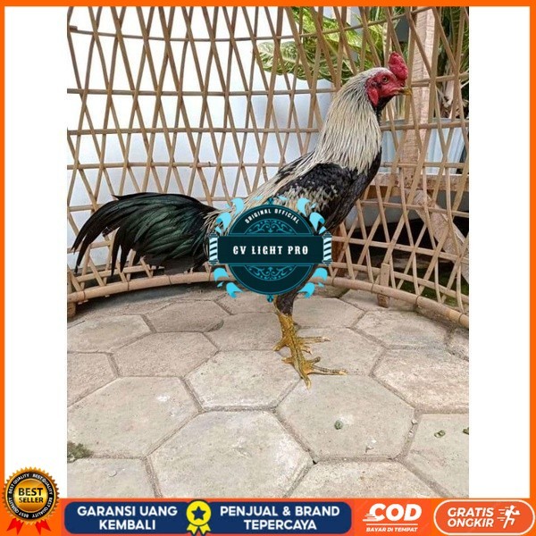 

ayam pama IQ telur fertill 100% terlaris CV LIGHT PRO