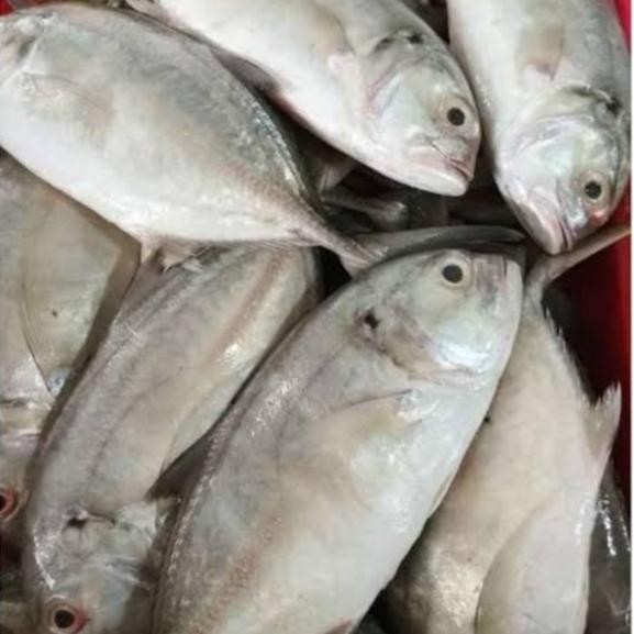 

Ikan Kuwe Lilin 500gr