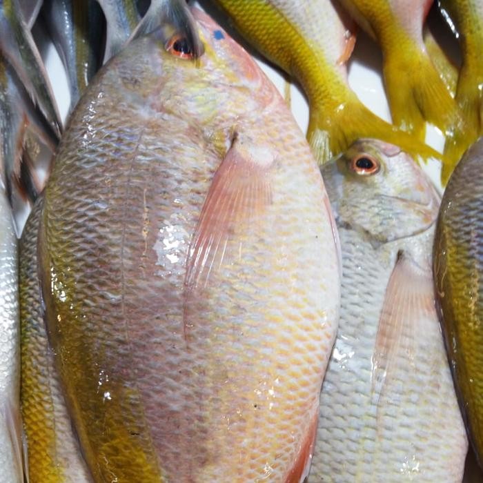 

Ikan Ekor Kuning 500gr