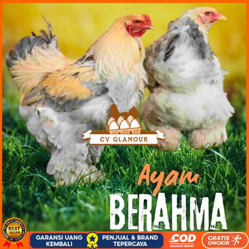 

telur ayam hias Berahma untuk di tetaskan CV GLAMOUR