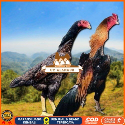 

telur tetas ayam shamo aduan jumbo CV GLAMOUR