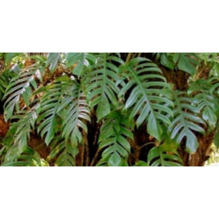 

daun herbal ekor naga,untuk mengatasi kanker,per 1kg Terlaris .