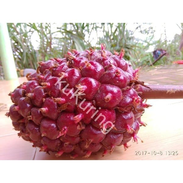 

Sahabattani BUAH HONJE SEGAR BUKAN JUS HONJE