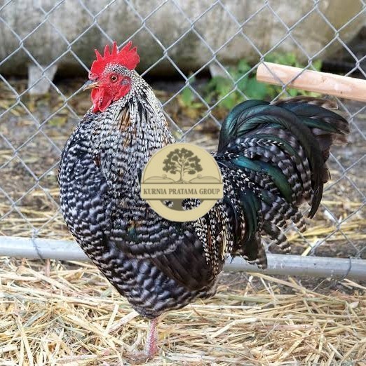 

Telur ayam barred plymouth rock / telur ayam hias fertil siap cod KURNIA PRATAMA GROUP