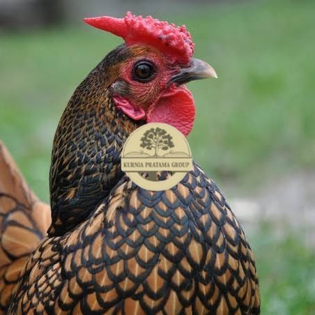 

Telur ayam serama kate batik kanada telur ayam hias fertil siap tetas KURNIA PRATAMA GROUP