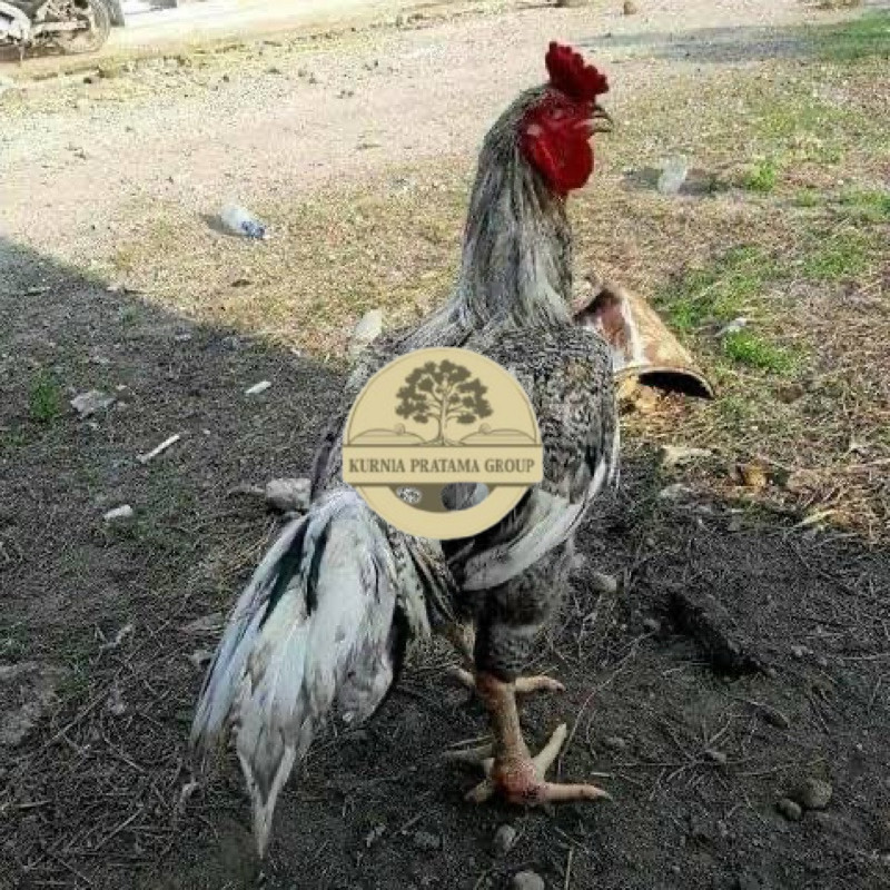

TELUR FERTIL AYAM GORILA F1 UNTUK DITETASKAN KURNIA PRATAMA GROUP