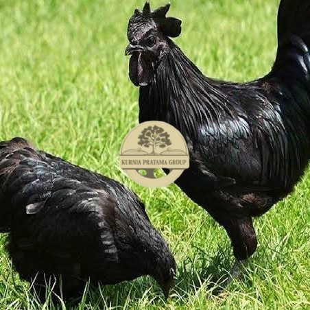 

Telur ayam hias cemani lidah hitam fertil asli siap ditetaskan - ayam cemani KURNIA PRATAMA GROUP