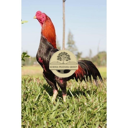 

3 EKOR TELUR BIRMA SUPER PROMO MURAH (COD) KURNIA PRATAMA GROUP