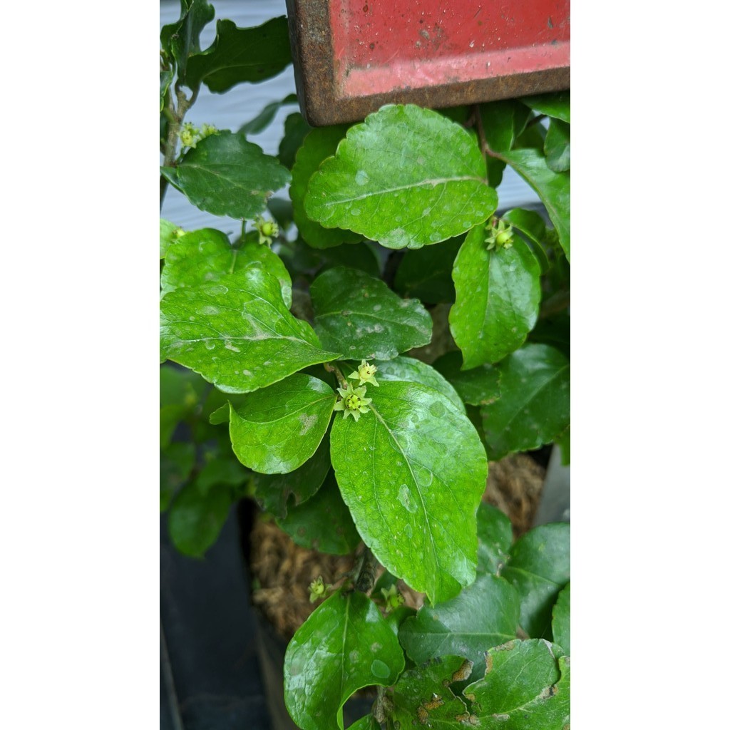 BUAH CERI/CHERRY JEPANG - Bibit Tanaman Cherry Jepang - Bibit Pohon Ceri Jepang