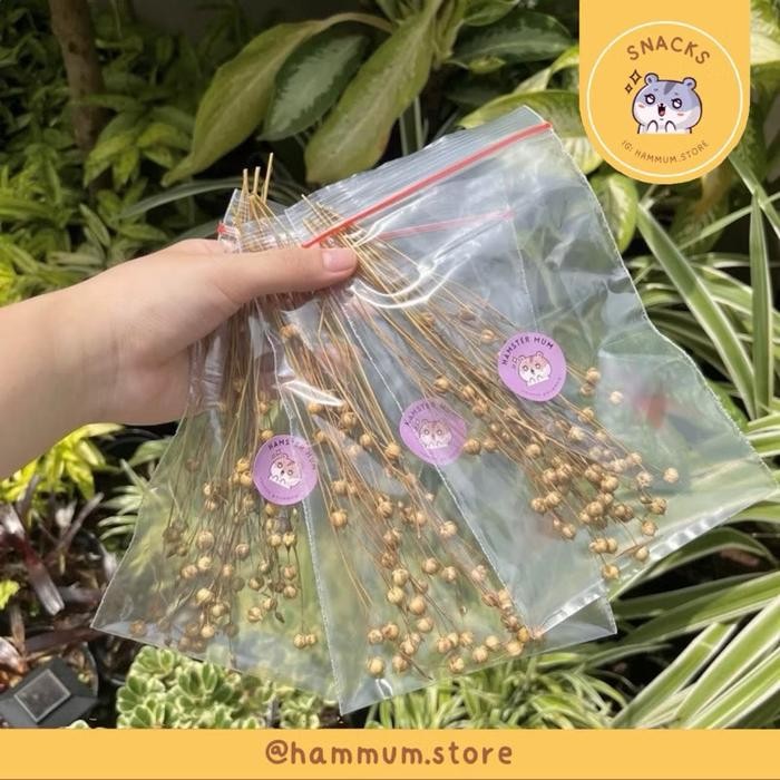 

Flax Spray Hamster Foraging Import | Bunga Hamster Makanan Cemilan Snack | Dekorasi Kandang - 5gr (kecil)