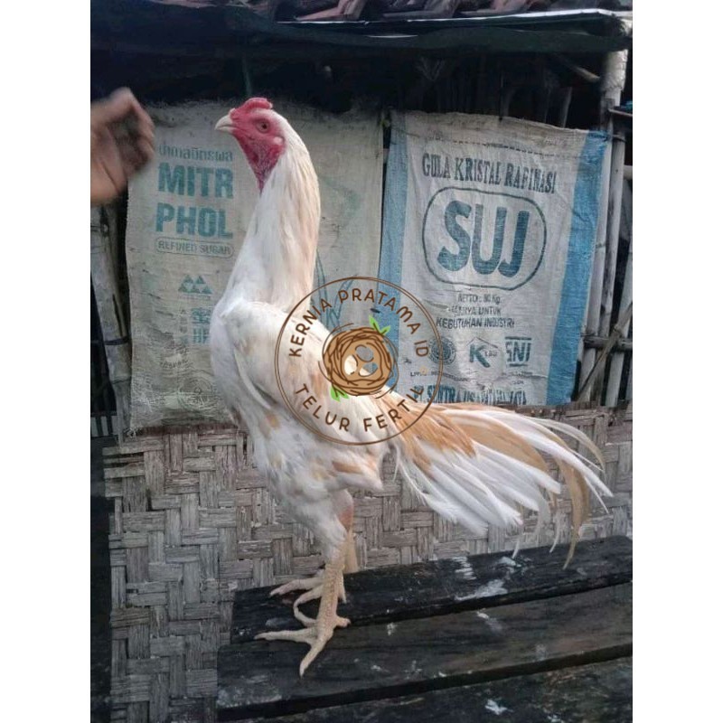 

TELUR FERTIL PLUCKER PAKOY ISTIMEWA KURNIA PRATAMA ID