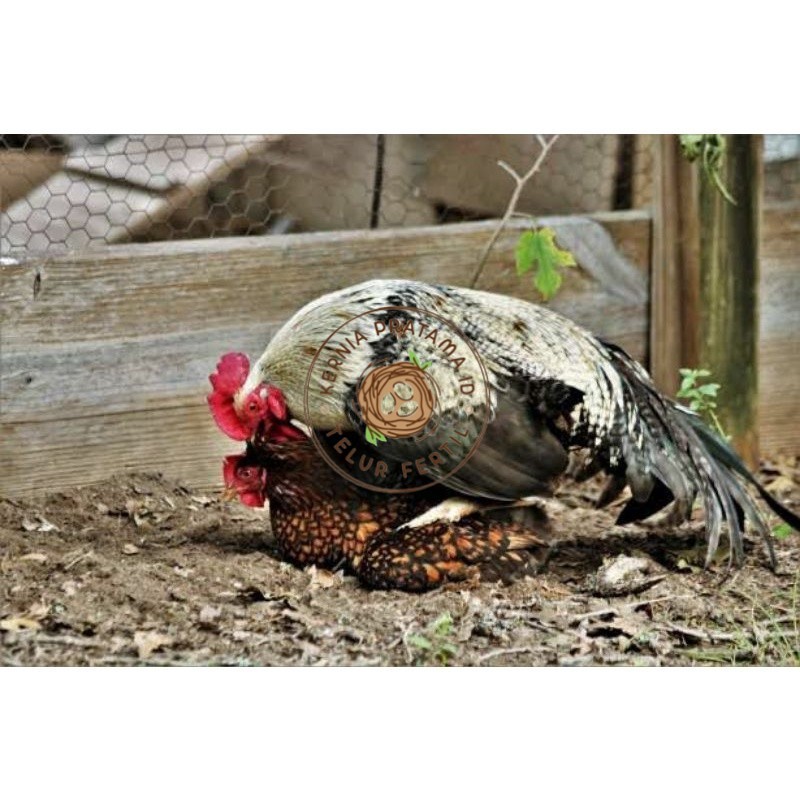 

TELUR AYAM AK LAYER PETELUR UNTUK DI TETASKAN KURNIA PRATAMA ID