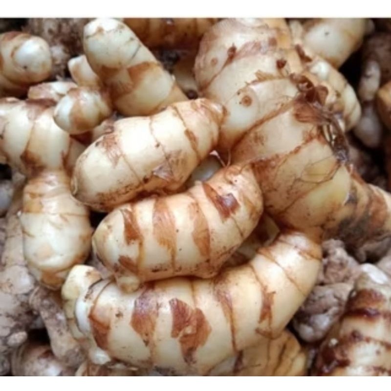 

Curcuma zedora. kunyit putih. temu putih asli 1000 gram