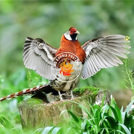 

Telur ayam hias ringneck elliot pheasant fertil untuk ditetaskan UD KURNIA PRATAMA