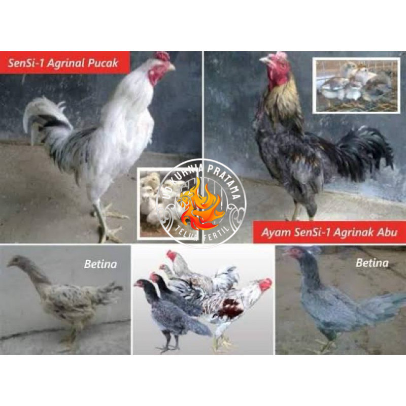

TELUR FERTIL AYAM SENSI MULTIGUNA INDUKAN TERSELEKSI UNTUK DI TETASKAN UD KURNIA PRATAMA