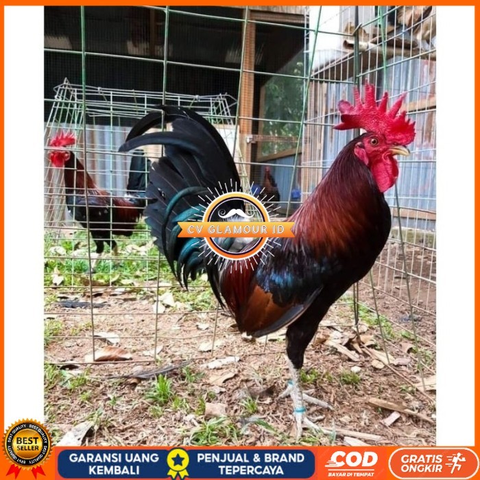 

Telur Ayam Fhilipin Hanya Untuk Ditetaskan original berkualitas CV GLAMOUR ID