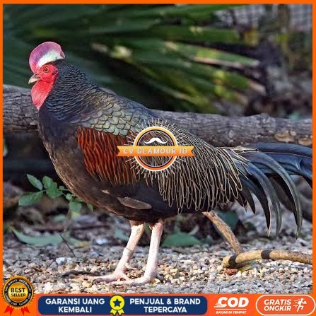 

Telur ayam hutan x jawa / telur ayam hias / telur fertil siap kirim CV GLAMOUR ID