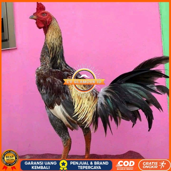 

Telur ayam bangkok pama mangon petarung fertil untuk ditetaskan CV GLAMOUR ID