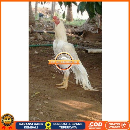 

Telur ayam hias putih nasional bangkok putih siap tetas - ayam nasional CV GLAMOUR ID