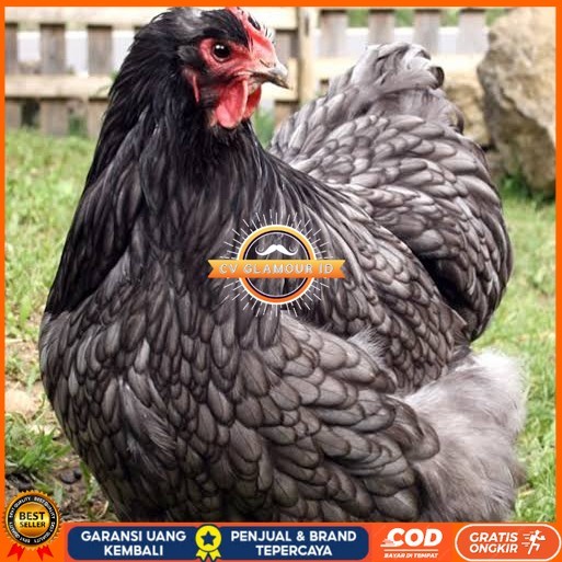 

Telur ayam bantam chocin / telur ayam hias / telur fertil siap tetas CV GLAMOUR ID