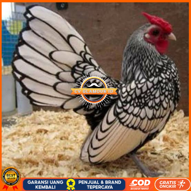 

TELUR FERTIL AYAM BATIK ITALY UNTUK DI TETASKAN CV GLAMOUR ID