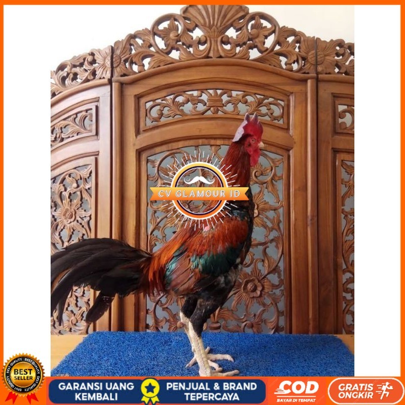 

telur tetas TELUR PHAKOY MURAH FRESH FERTIL CV GLAMOUR ID