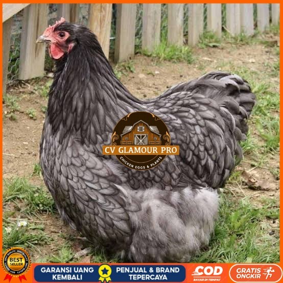 

Telur ayam bantam chocin / telur ayam hias / telur fertil siap cod CV GLAMOUR PRO