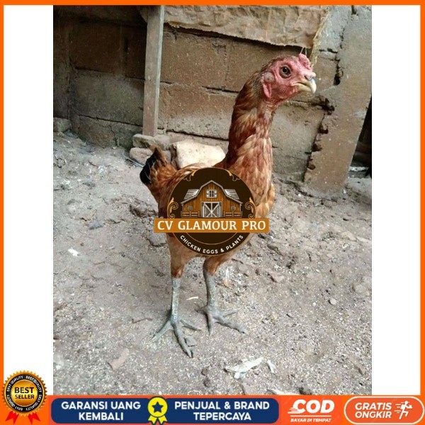 

Asel Beak Parrot terlur terlaris original berkualitas CV GLAMOUR PRO