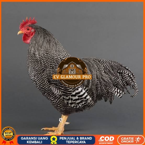 

Telur ayam barred plymouth rock / telur ayam hias fertil siap tetas CV GLAMOUR PRO