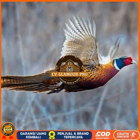 

Telur ayam ringneck pheasant green / telur ayam hias fertil siap cod CV GLAMOUR PRO