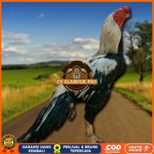 

telur ayam assel Parrot ori bisa untuk di tetaskan vertil CV GLAMOUR PRO