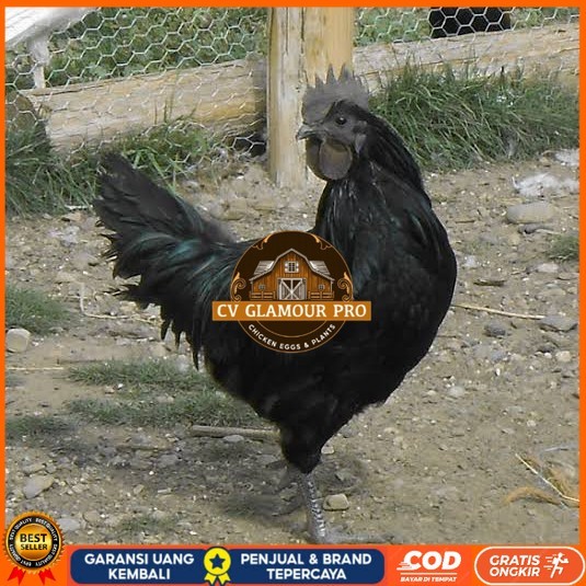 

Telur ayam hias cemani lidah hitam siap ditetaskan - ayam cemani CV GLAMOUR PRO