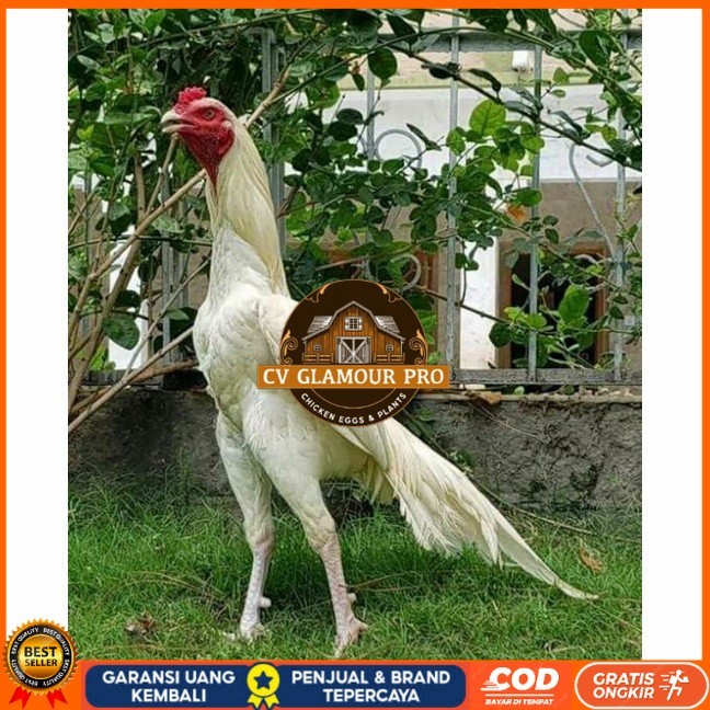 

Telur ayam hias putih nasional bangkok putih fertil siap tetas - ayam nasional CV GLAMOUR PRO