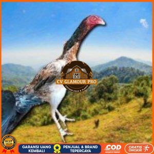 

telir tetas ayam shamo super CV GLAMOUR PRO