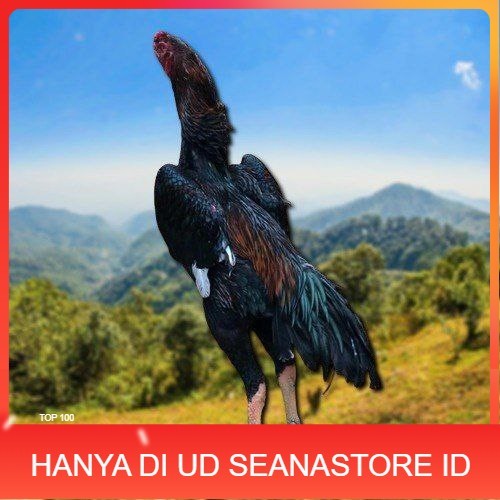 

SHAMO JEPANG TELUR FERTIL FRESH UD SEANASTORE ID