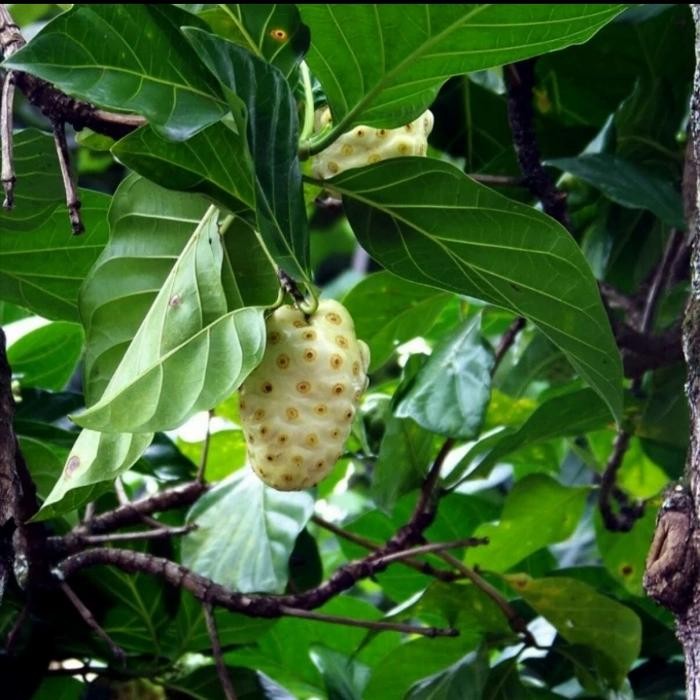 

daun mengkudu atau pace/ buah mengkudu